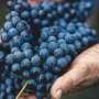 Heat and toxic exposures could harm kidneys in agricultural workers, findings indicate