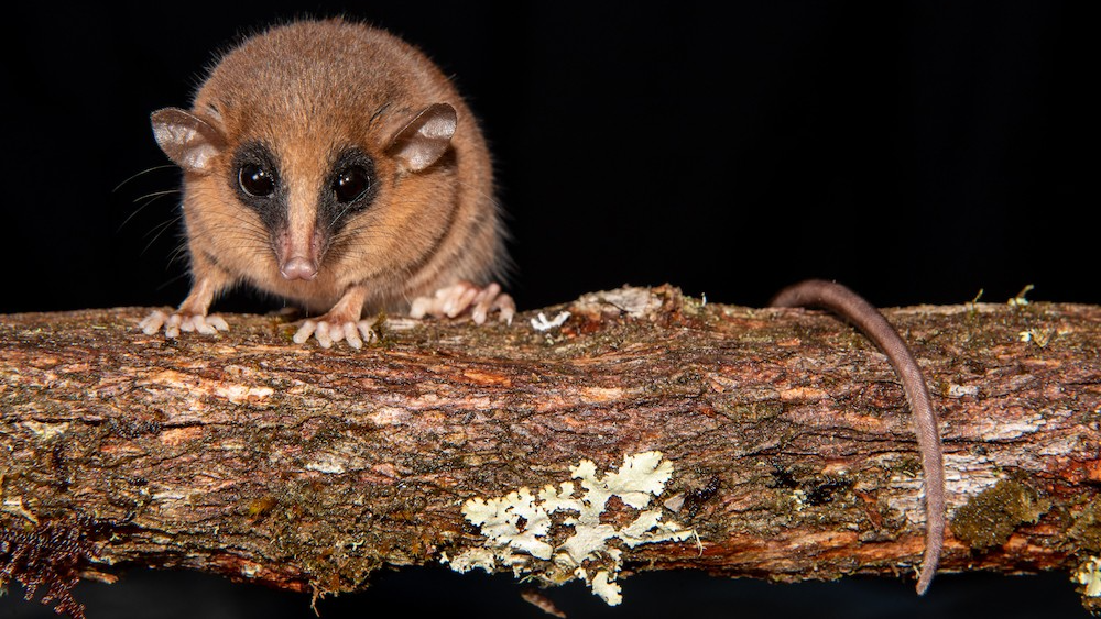 Mystery creature found in ‘forbidden cloud forest’ of Peru is new species of marsupial