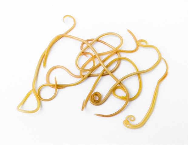 Lysosomal activity in worms linked to transgenerational extension of lifespan