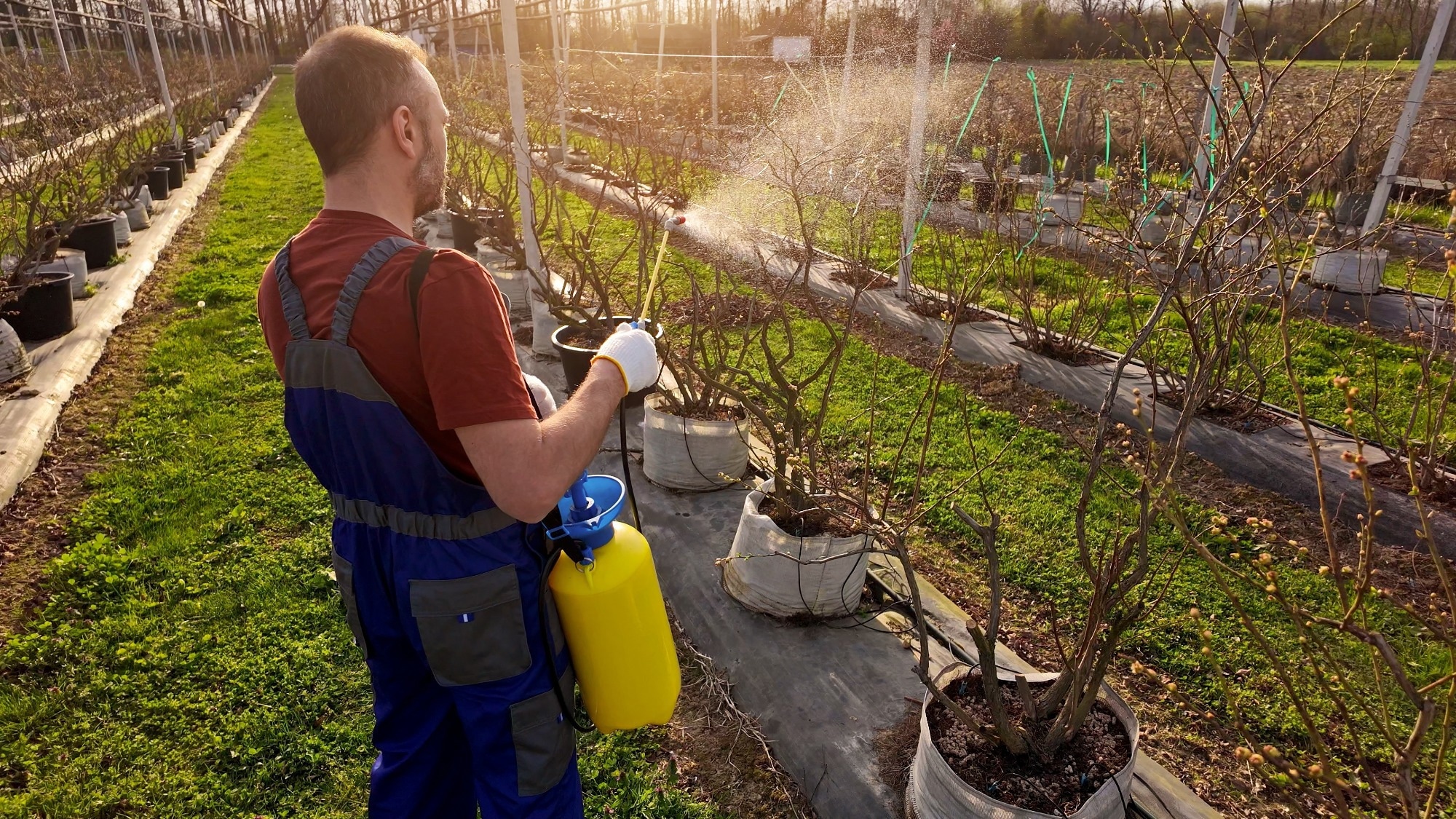 Organophosphate pesticide exposure linked to reduced sperm quality in healthy men