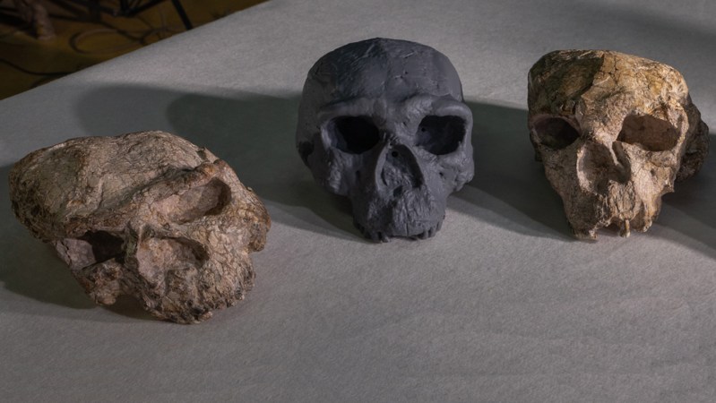 An ancient Chinese skull might change how we see our human roots