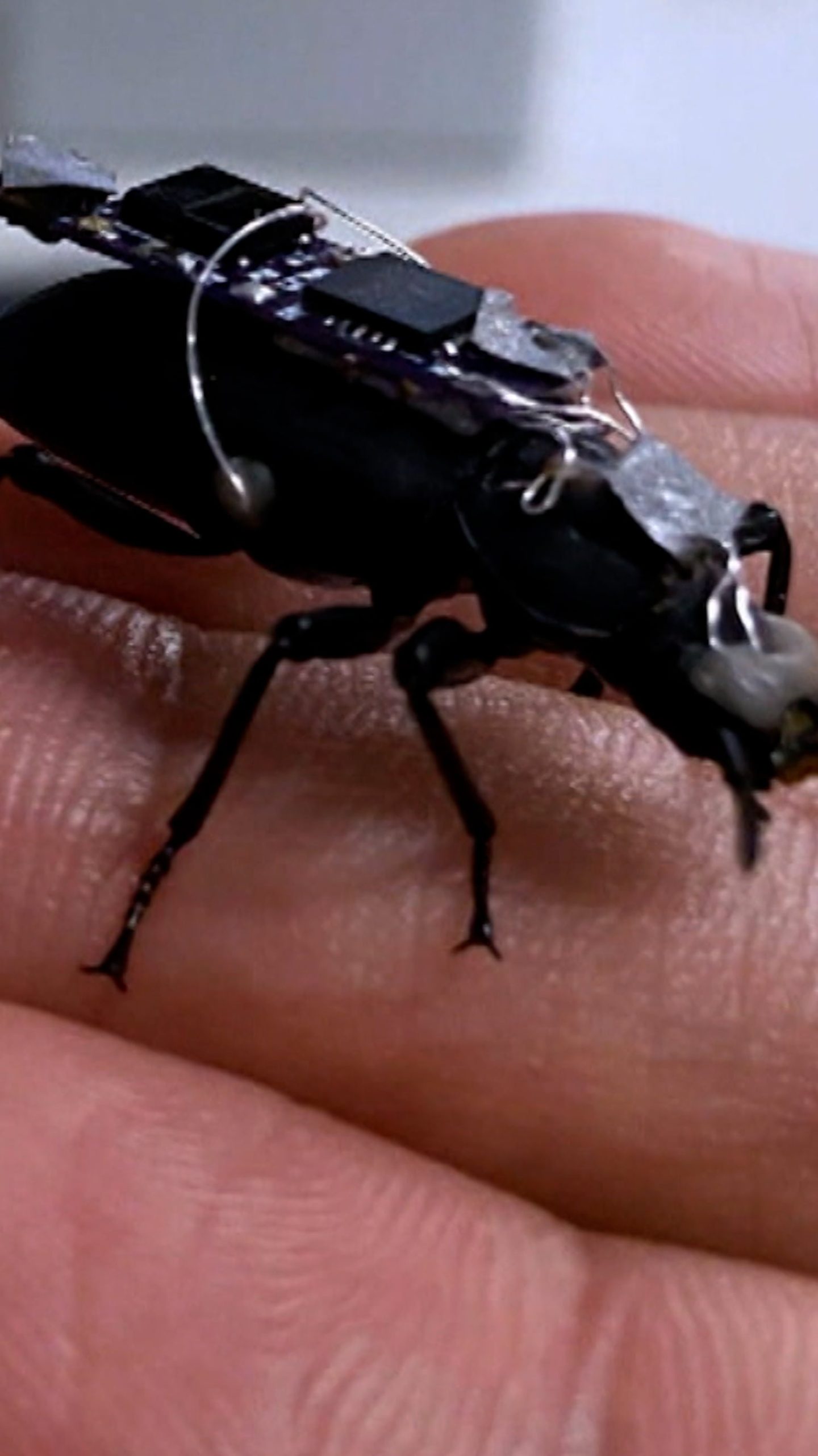 ‘Cyborg’ beetles may one day aid in rescue efforts