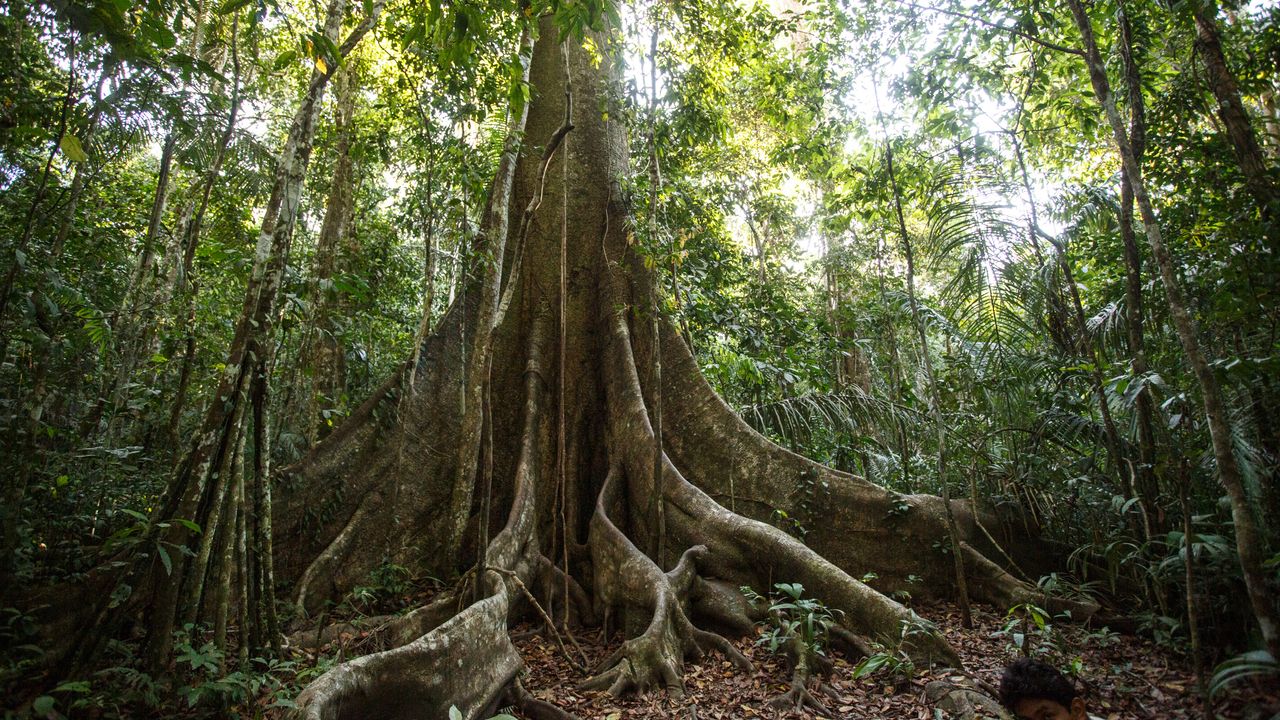 Amazon rainforest trees are resisting climate change by getting fatter from CO2 in the atmosphere