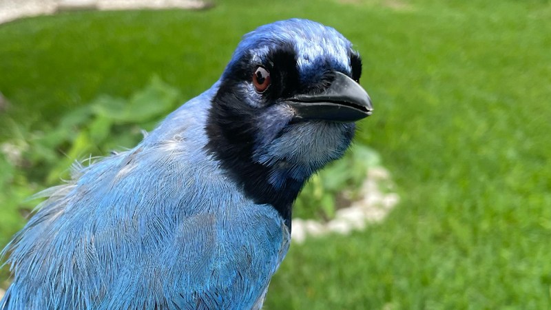 Meet the ‘grue jay,’ a rare hybrid songbird
