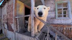 Watch: Polar bears occupy abandoned Soviet-era research station