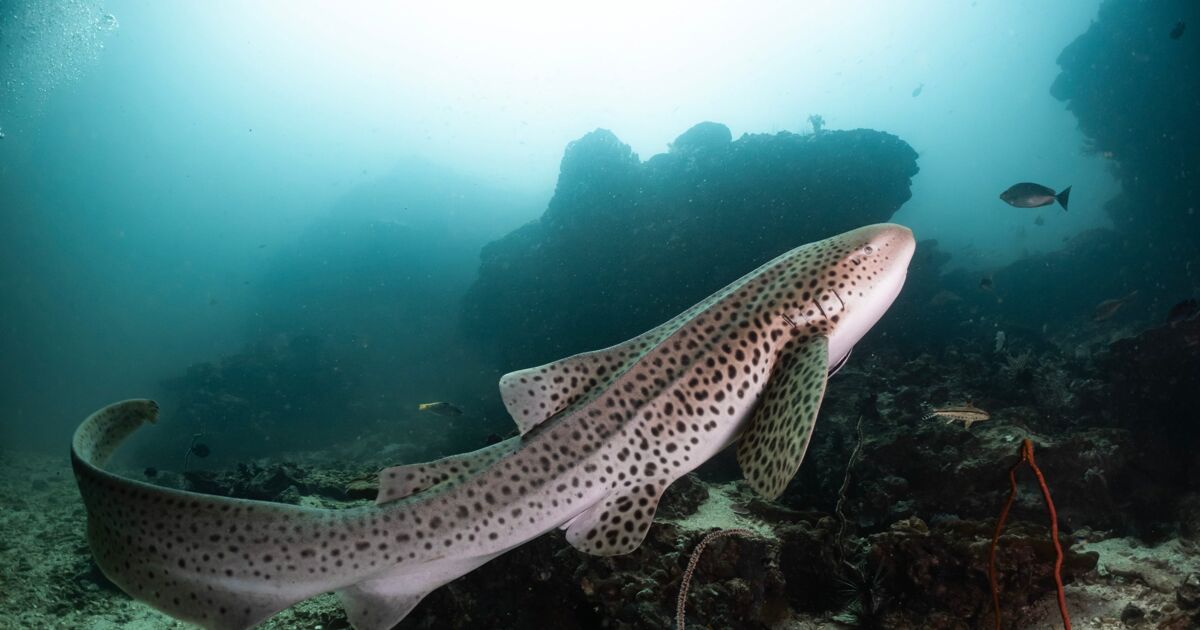 This endangered shark was never seen copulating. Then it was caught in an MMF threeway.