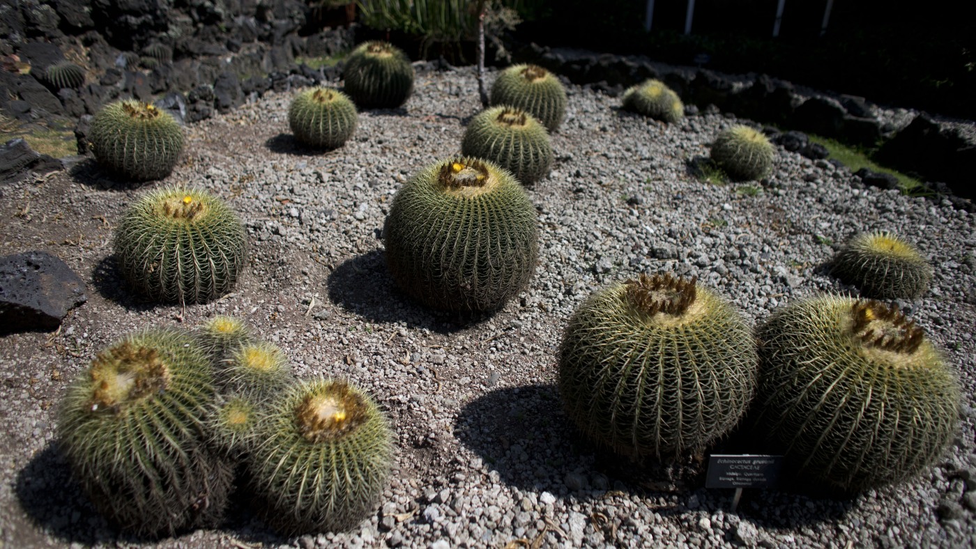 The endangered cactus behind Mexico’s sweet secret
