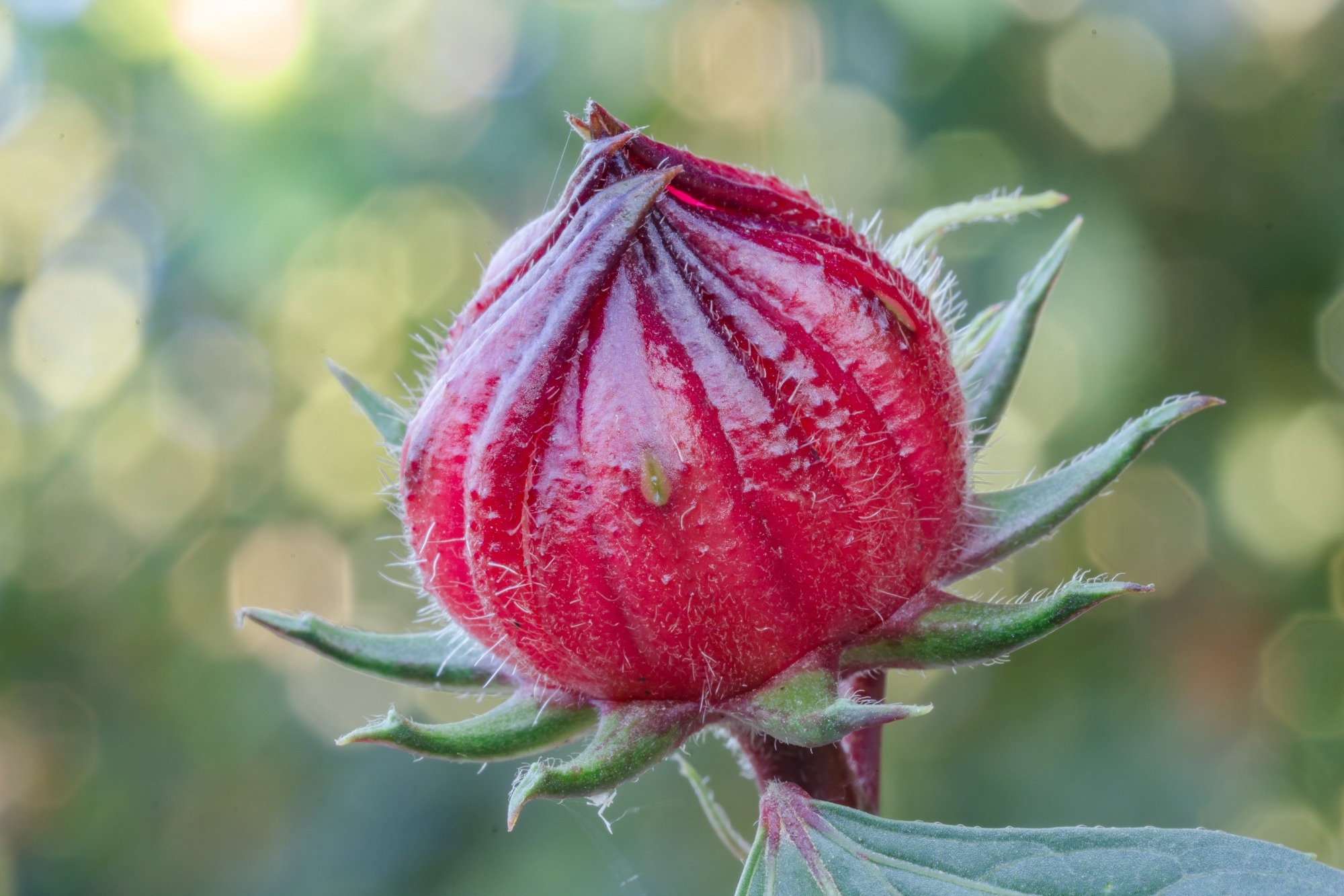 Can roselle help fight inflammation? New review suggests strong potential