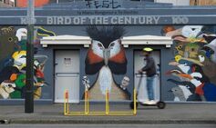 Mysterious rare bird triumphs in ‘hotly contested cultural moment’ in New Zealand