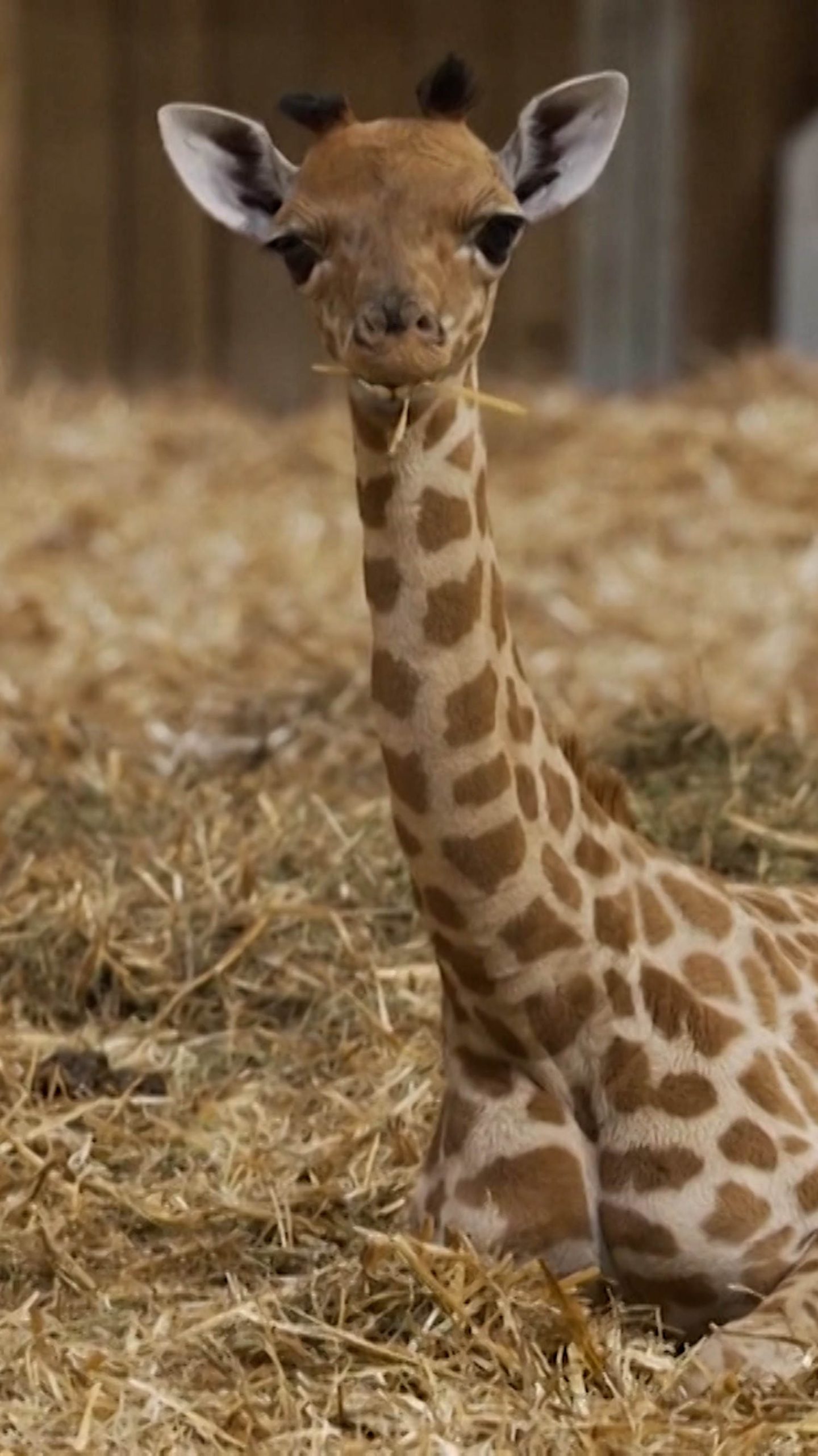 Paris zoo welcomes baby giraffe