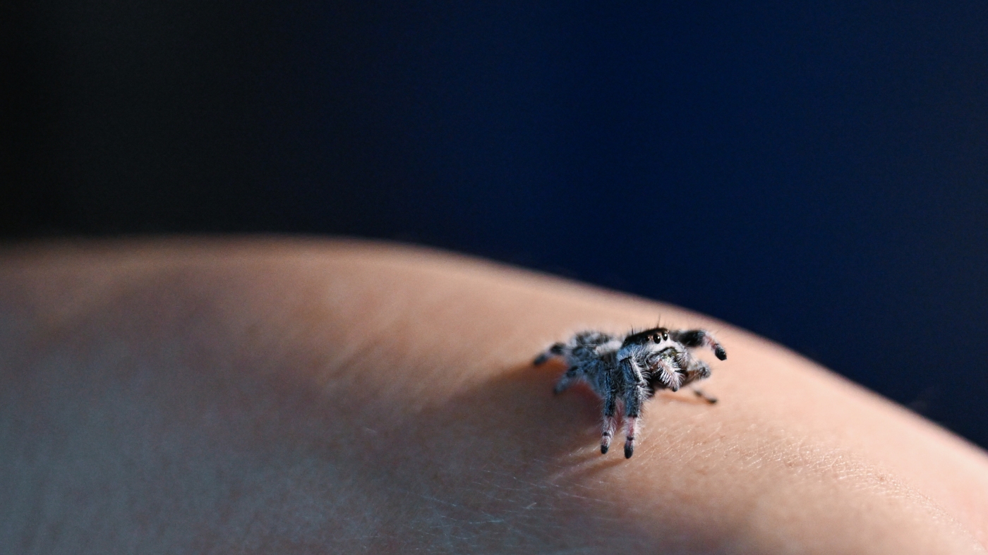 Scared of spiders? Some former arachnophobes now are keeping jumping spiders as pets