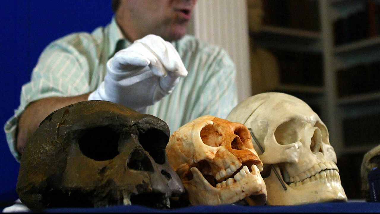 Ancient Hobbits slowed down growth during childhood, showing that humans didn’t always grow ‘bigger and bigger brains’