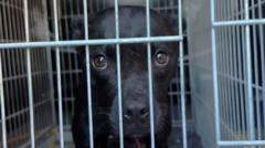 The online blunder that led a BBC team to unmask Europe-wide dog fighting network
