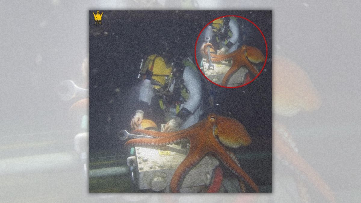 Octopus helped diver in Portugal by handing him tools?