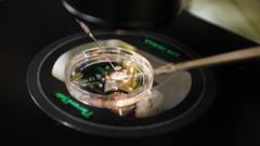 Scientists make embryos from human skin DNA for first time