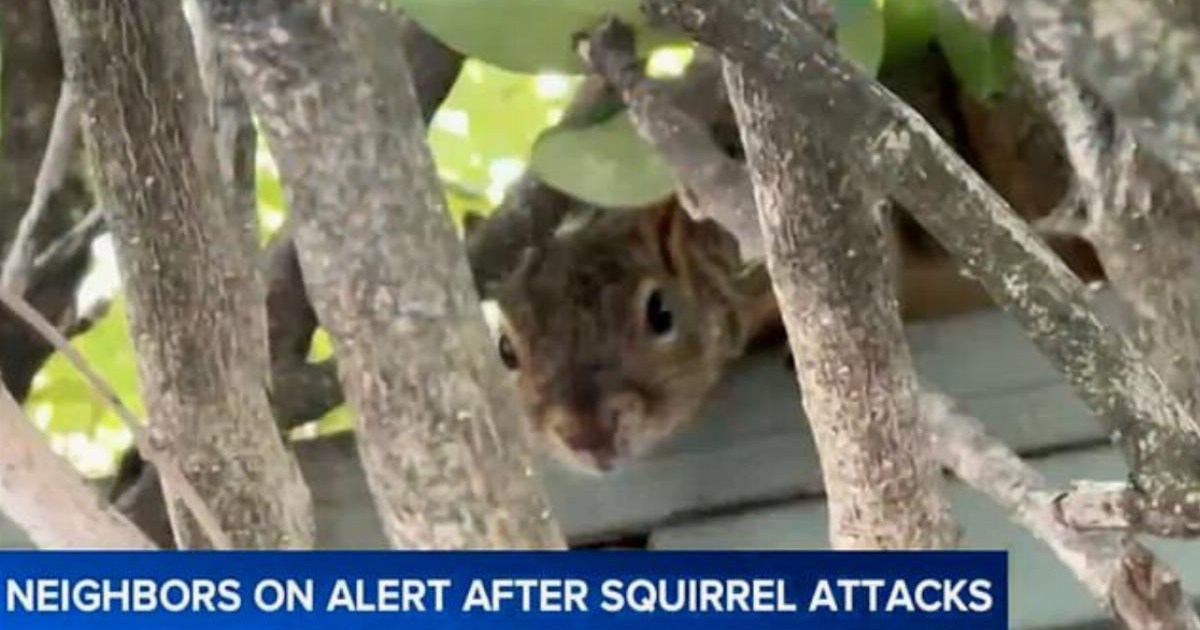 There’s an angry squirrel in California who’s put two people in hospital