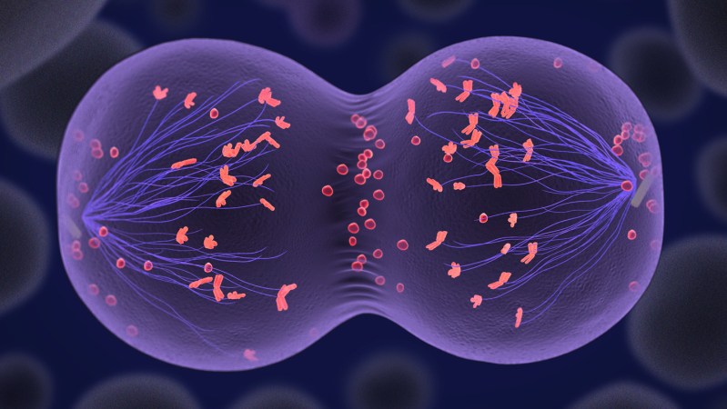 Scientists made human egg cells from skin cells