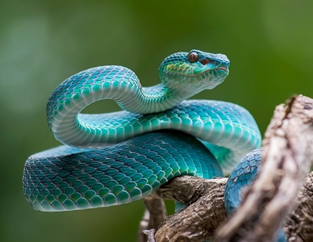 The neurological complexity of Mamba snake venoms uncovered