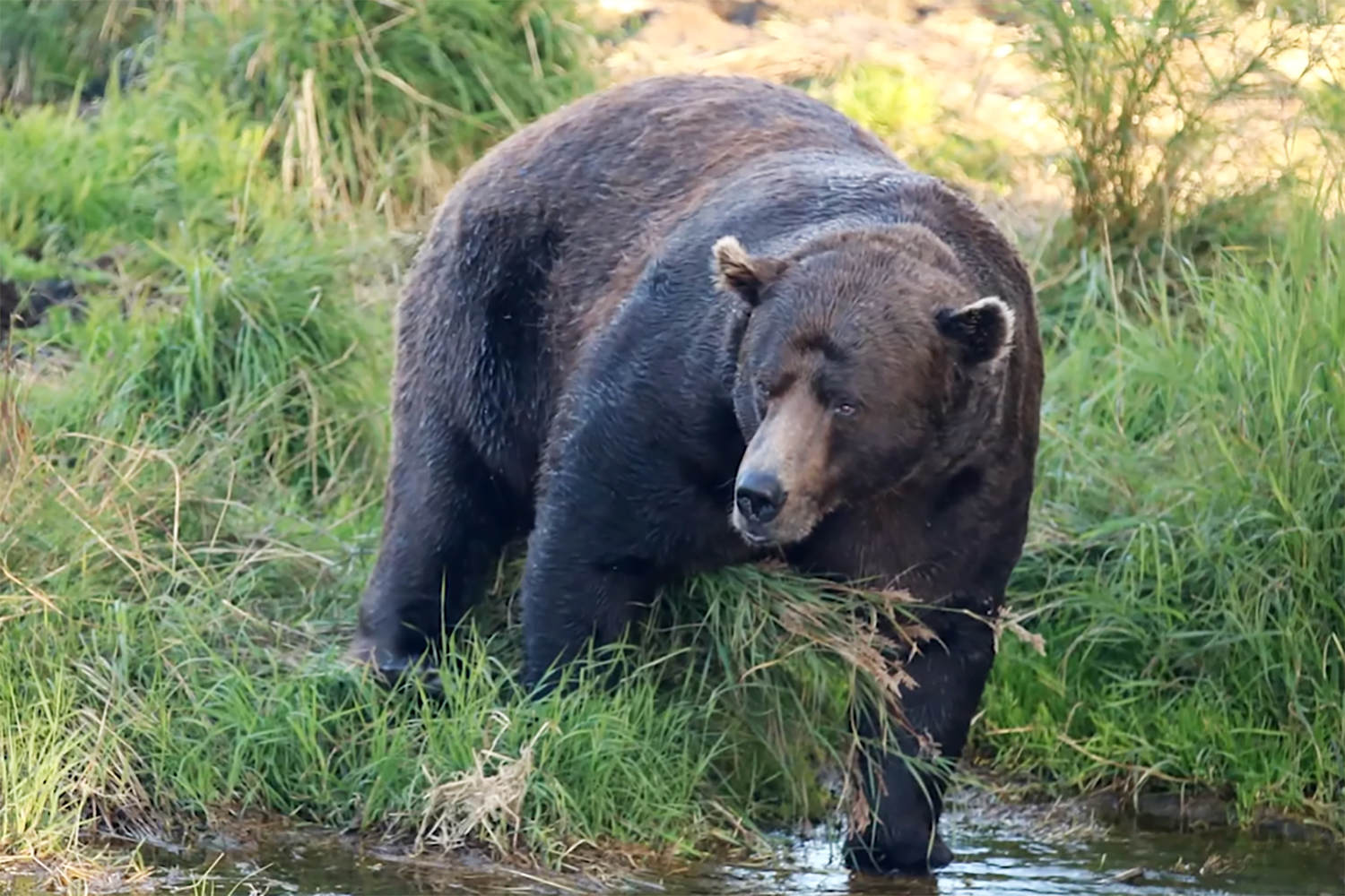 Scarred and broken-jawed, ’32 Chunk’ is 2025’s ‘Fat Bear Week’ winner