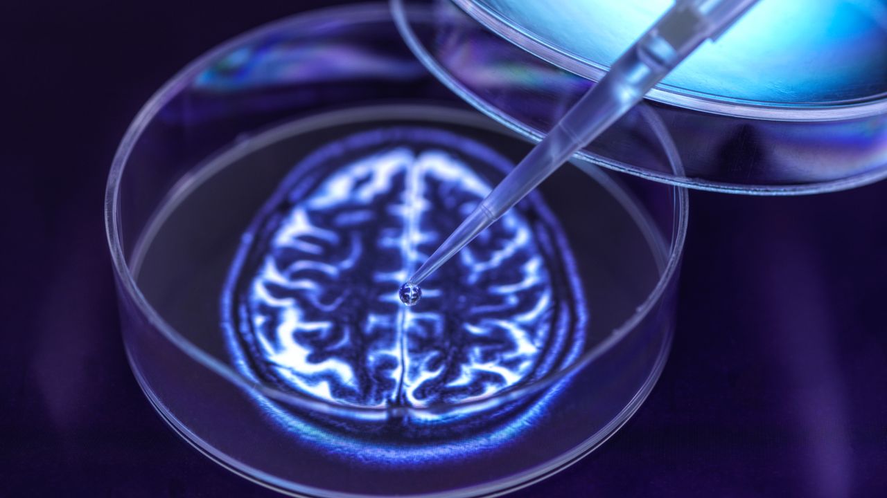 ‘I honestly am not sure on this at all’: Poll reveals public uncertainty over experimenting on conscious lab-grown ‘minibrains’