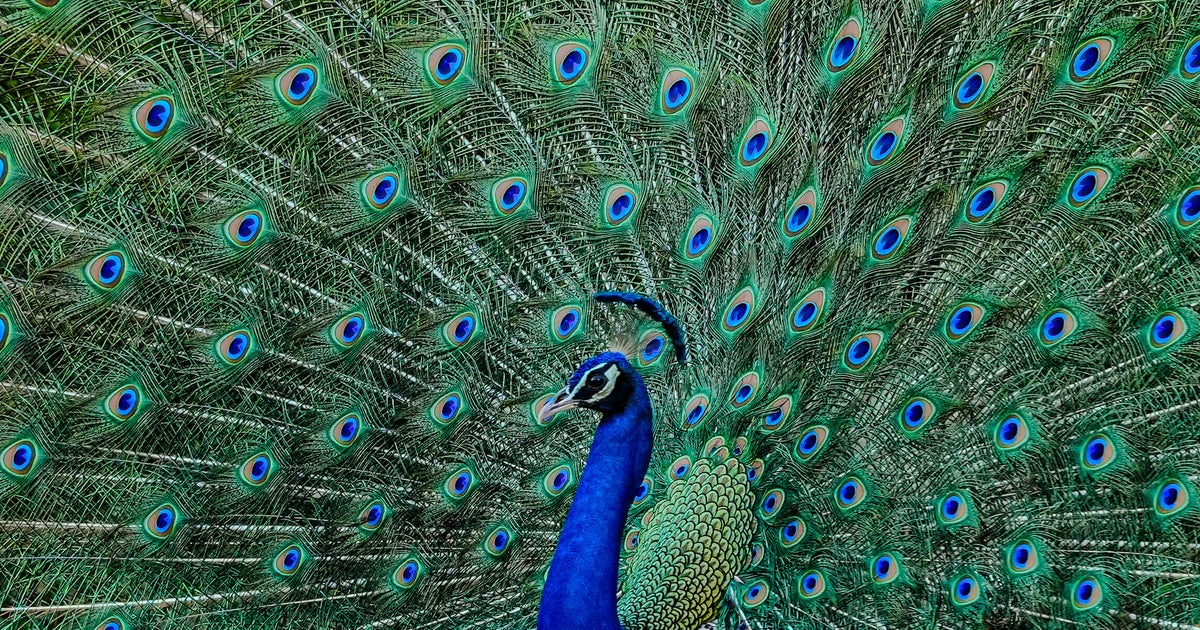 Florida Man Accused Of Killing And Eating His Pet Peacocks
