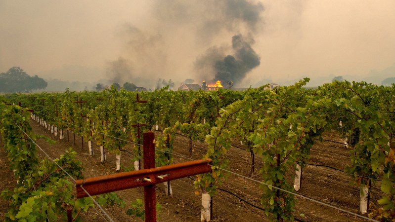 A grapevine bacteria may help douse wildfire-tainted wine’s ashy aftertaste