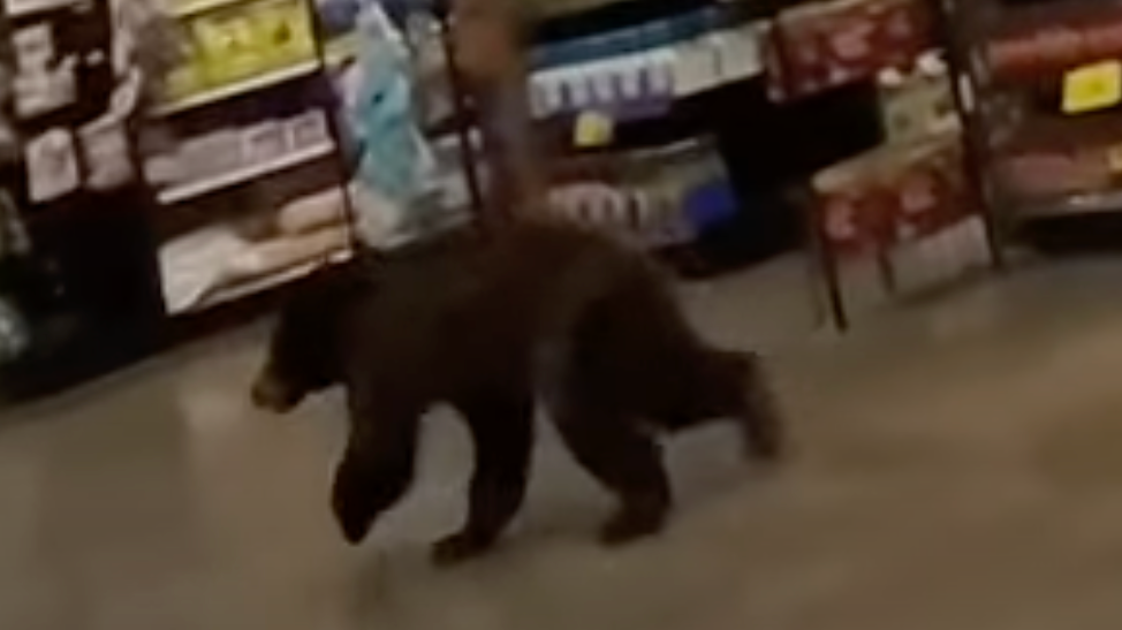 Arizona Shoppers Shocked After Bear Runs Around Grocery Store