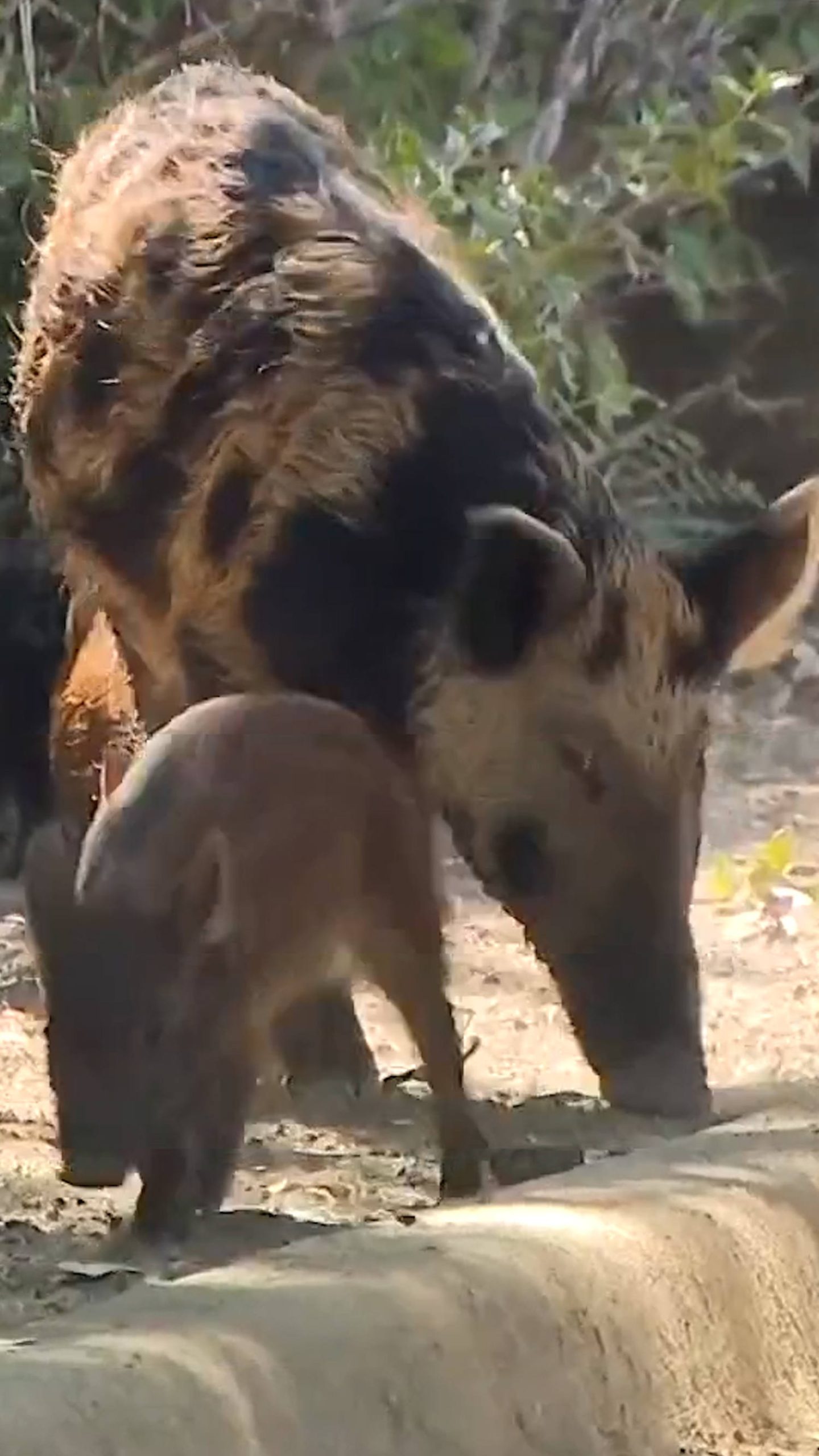 Feral hogs roam Texas apartment complex