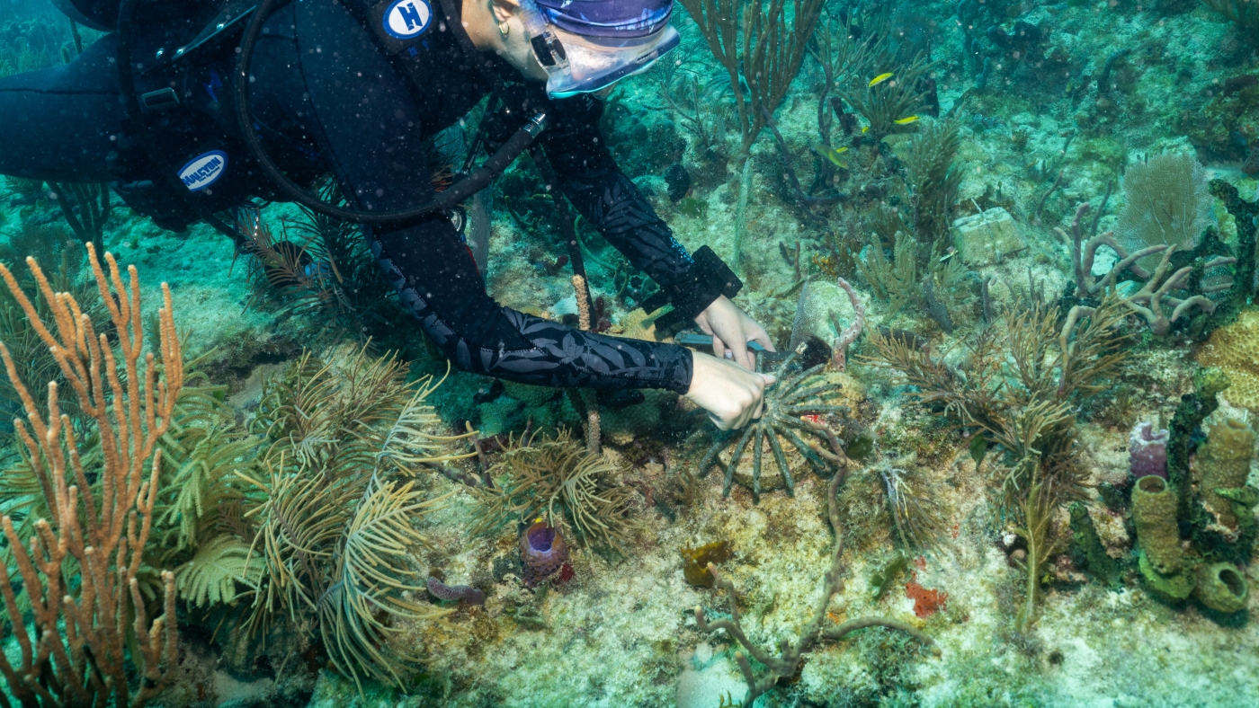 Scientists are using corals from other countries to save Florida’s dying reefs