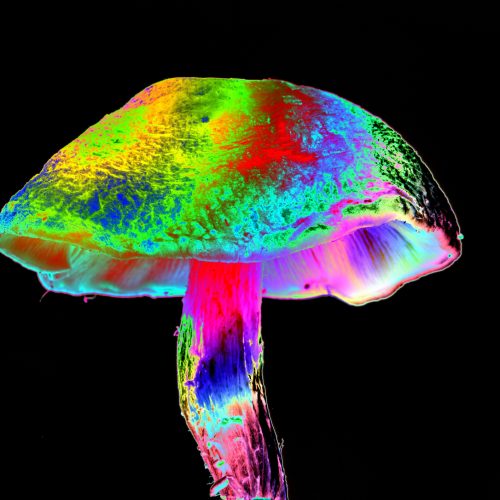 How different mushrooms learned the same psychedelic trick