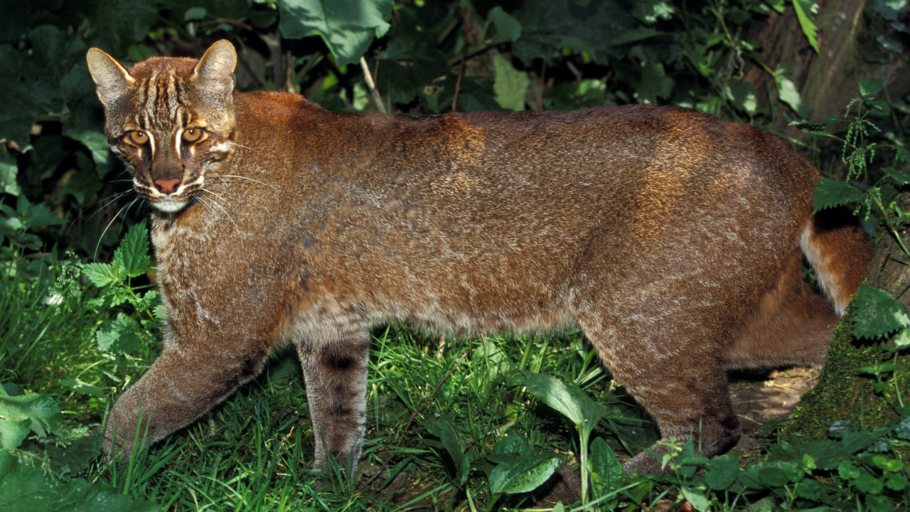 Asian golden cat: The ‘feline of many costumes’ that plucks birds before eating them