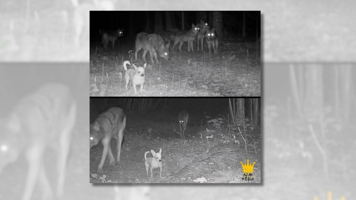 Do photos show ‘scrappy stray’ Chihuahua that joined wolf pack in Minnesota?