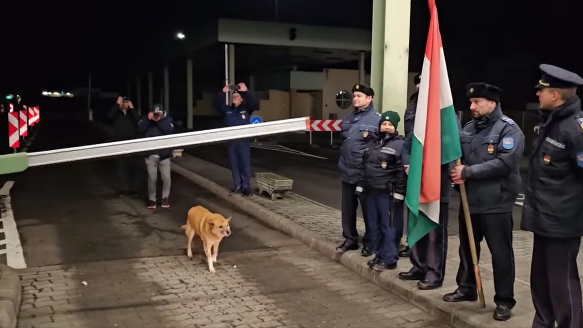 Was a stray dog the first to cross Romania-Hungary border after Schengen expansion?