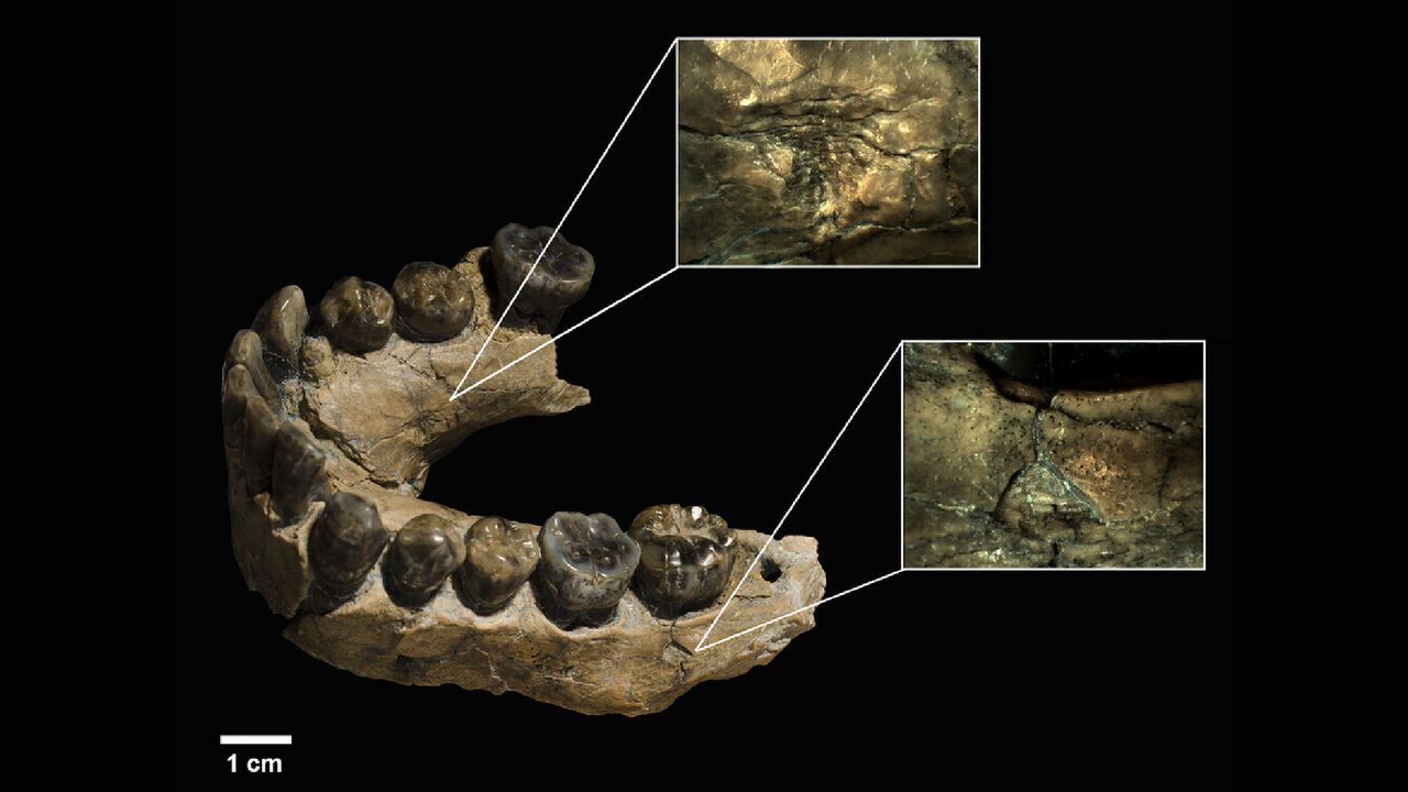 Leopards ate our ancient human ancestors’ faces, AI analysis reveals