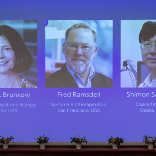 Discovery of cells that keep immune responses in check wins medicine Nobel Prize
