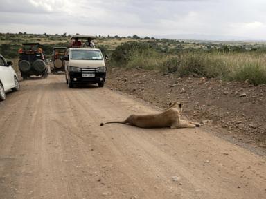 He lives alongside lions in Nairobi. The human-wildlife collision is dazzling — and dangerous