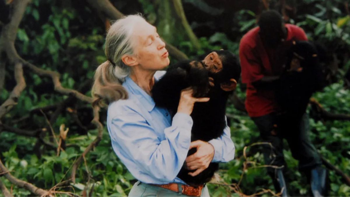 ‘Difficult women’ quote wrongly attributed to Jane Goodall