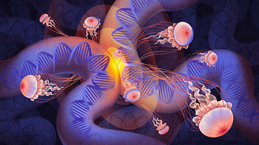 Loops of DNA Equipped Ancient Life To Become Complex
