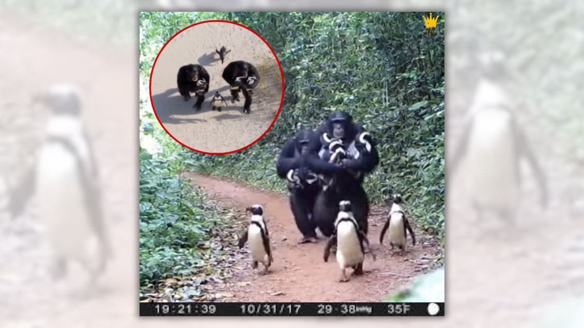 Real story about chimpanzees domesticating penguins?