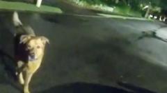 Watch: ‘Eeyore, you good boy’ – Florida dog leads deputy to missing 86-year-old