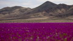 Rare wildflowers blanket Atacama desert
