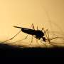 West Nile virus surges in Missouri, KC cases reported: Officials urge vigilance
