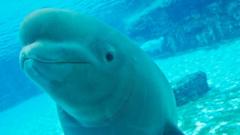 Thirty belugas in Canada face being euthanised. Can they be saved?