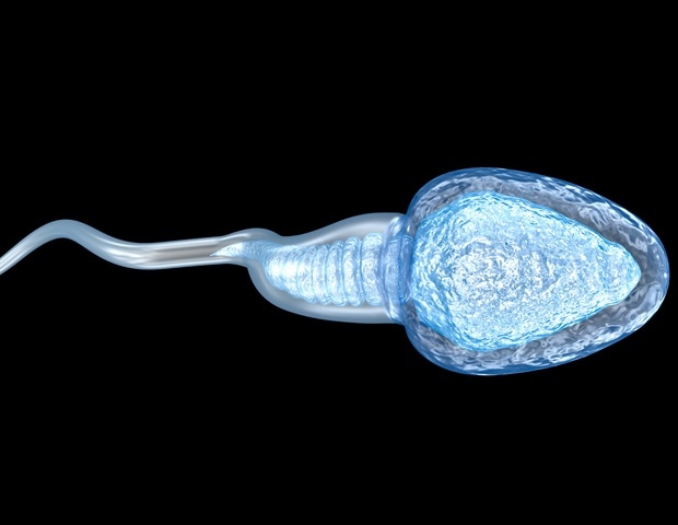 Study uncovers key protein complex controlling sperm motility and male fertility
