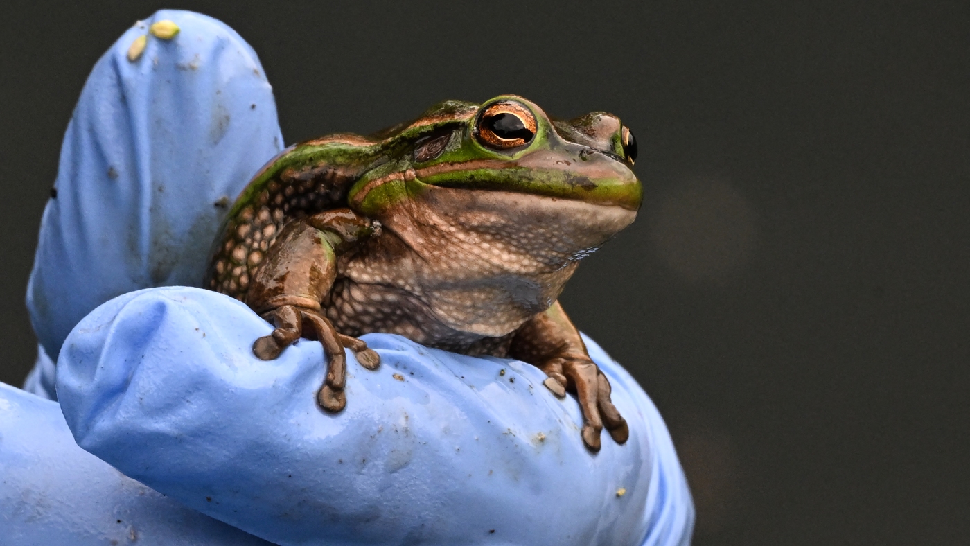 Scientists are modifying wildlife DNA. Should these species be released into nature?