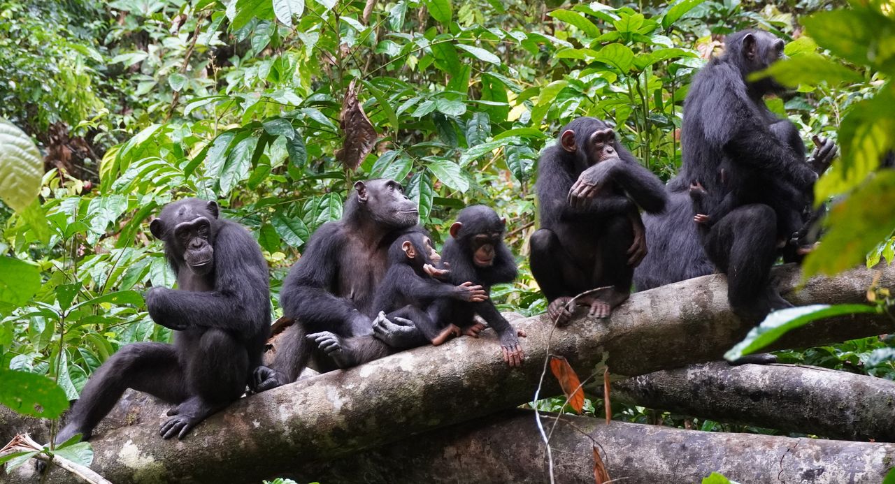 Jane Goodall revolutionized animal research, but her work had some unintended consequences. Here’s what we’ve learned from them.