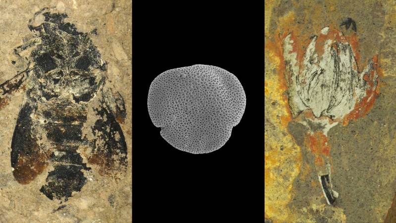These ancient bumblebees were found with their pollen source