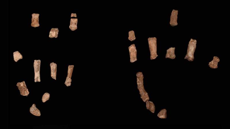 Fossil hand bones point to tool use outside the Homo lineage