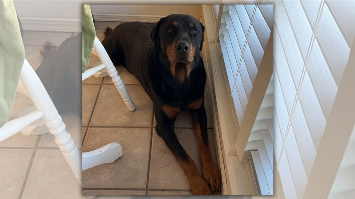 Breaking down claim ICE shot, killed family dog in Texas