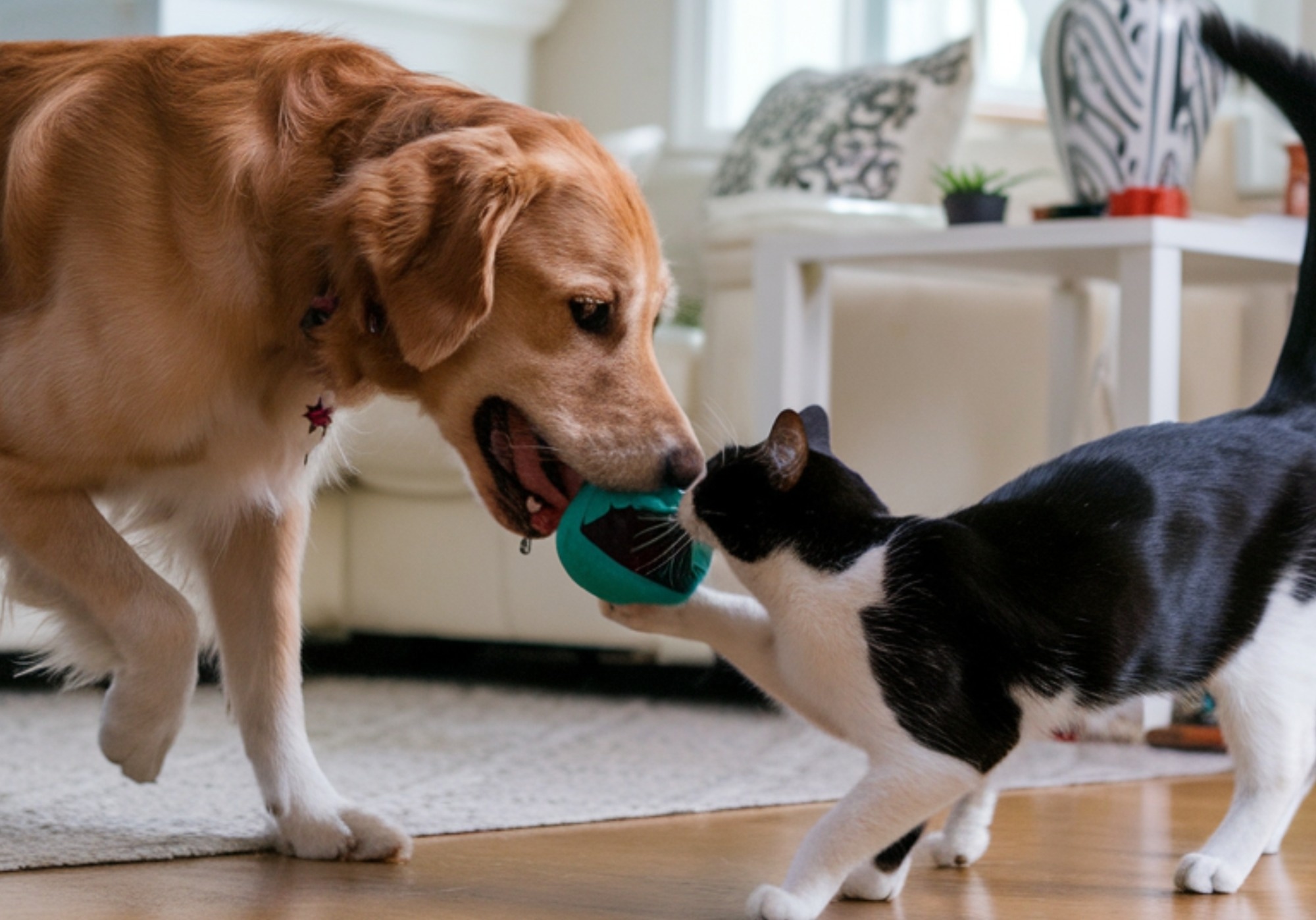 Pets comfort the lonely, but relying on them too much may backfire